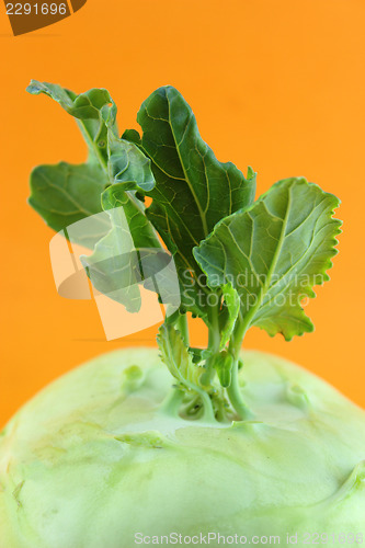 Image of Cabbage kohlrabi