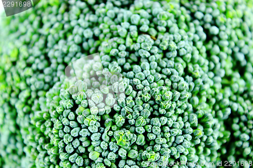 Image of Fresh broccoli