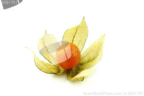 Image of Cape gooseberry