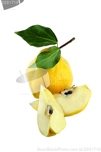 Image of Sweet quinces