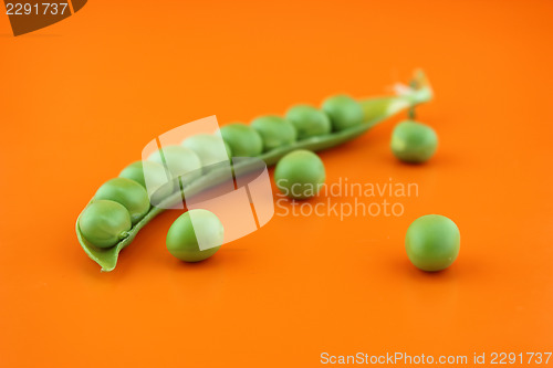 Image of fresh pea