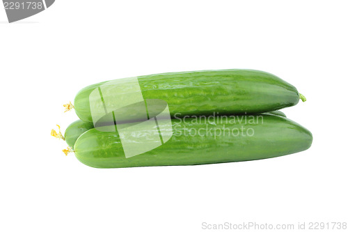 Image of Fresh Cucumber 