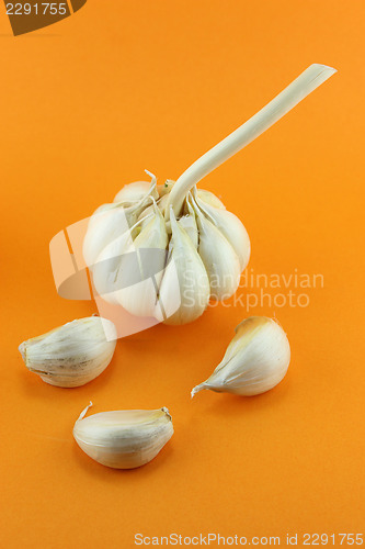 Image of Garlic
