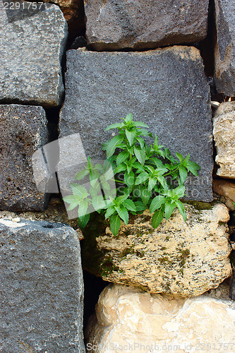 Image of plant on the wall 