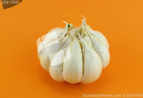 Image of Garlic
