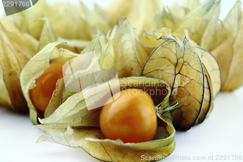 Image of Cape gooseberry