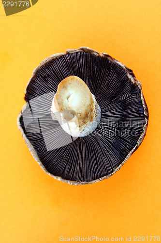 Image of button mushrooms