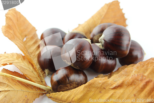 Image of Sweet chestnuts