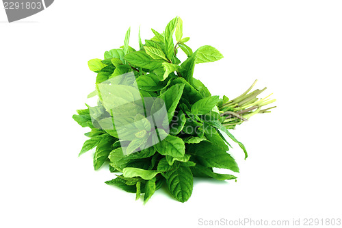 Image of fresh mint leaves 