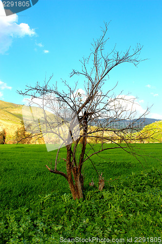 Image of Tree without leaves