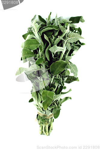 Image of Fresh sage leaves