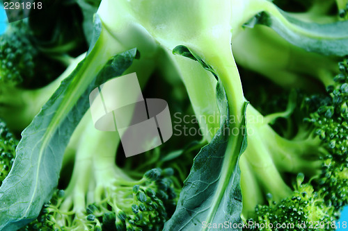 Image of Fresh broccoli