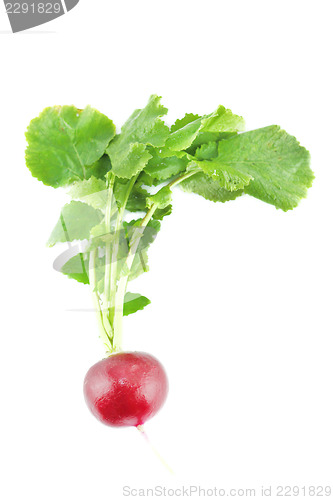 Image of red radish