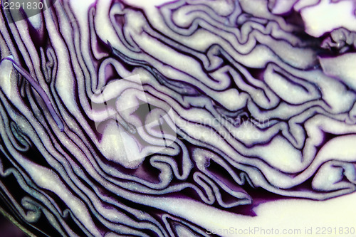 Image of fresh red cabbage