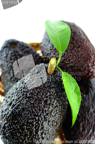 Image of Avocados