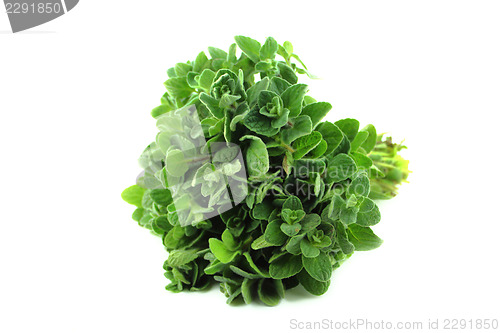 Image of thyme herb 