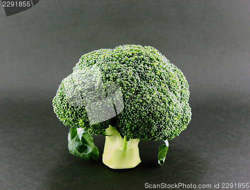 Image of Fresh broccoli