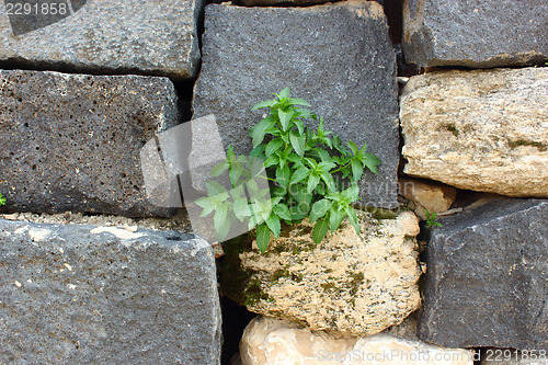 Image of plant on the wall 