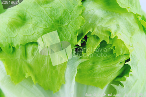 Image of Green Iceberg lettuce