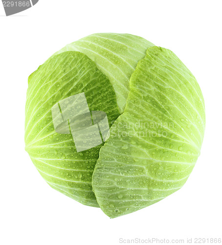 Image of fresh green cabbage