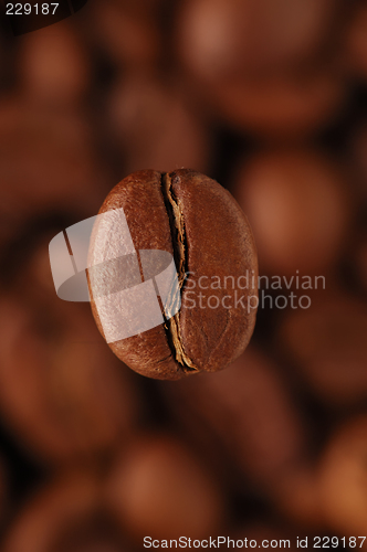 Image of coffee-bean