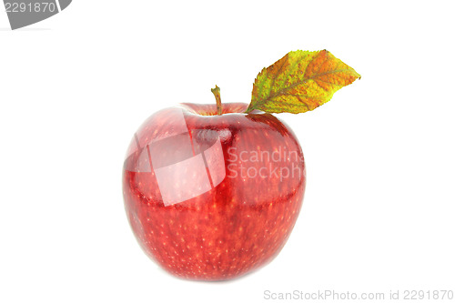 Image of Fresh red apple 