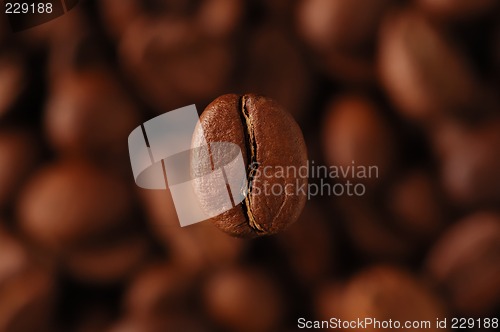 Image of coffee-bean #2