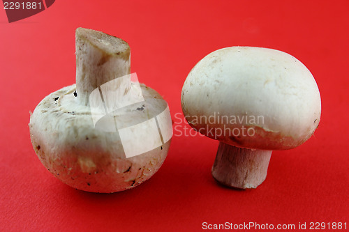 Image of button mushrooms