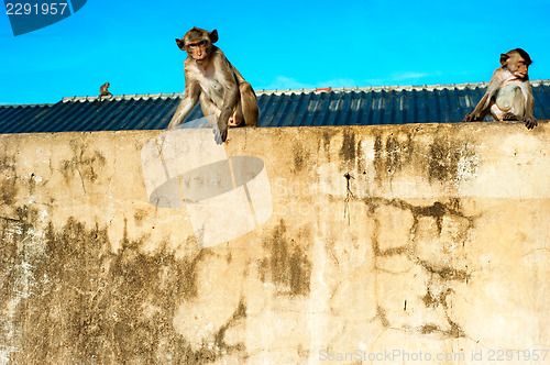 Image of Monkey in a city