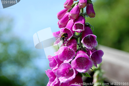 Image of Bumble bee on a foxglove flower