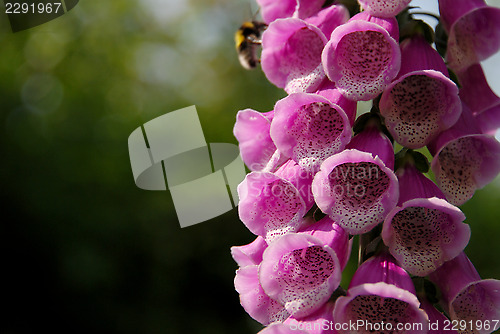 Image of Pink foxglove blooms being pollinated by a bumble bee