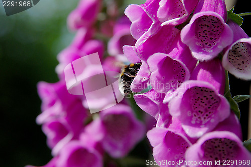 Image of Bumble bee pollinating foxglove blooms