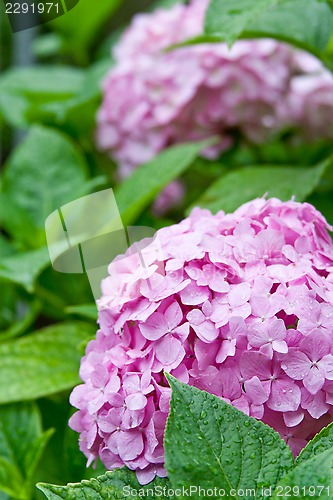 Image of pink hortensia