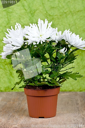 Image of chrysanthemum flower plant