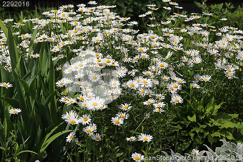 Image of Beautiful daisies