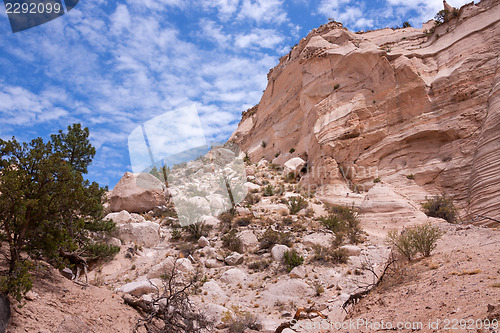 Image of More treasures of New Mexico