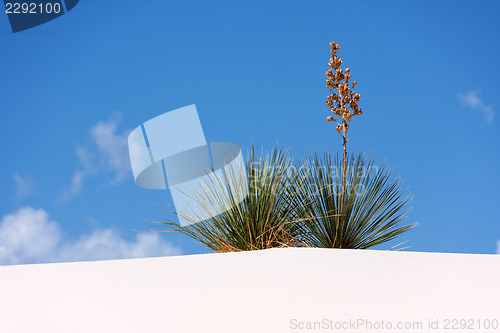 Image of More treasures of New Mexico