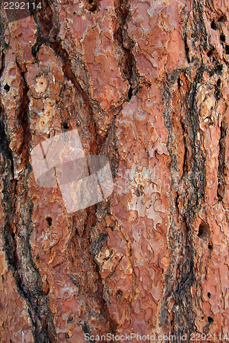 Image of Natural texture