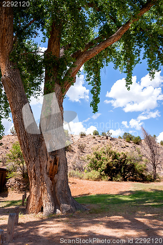 Image of Nice place to sit under a tree