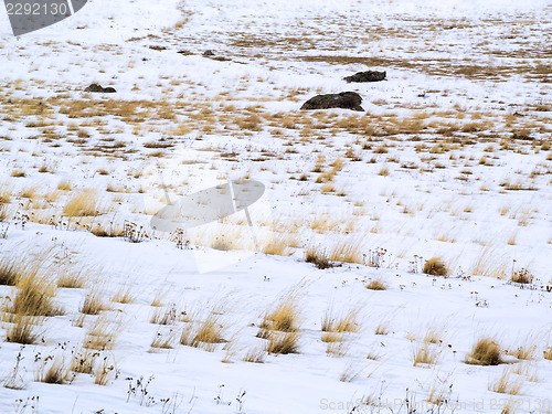 Image of Winter with snow in New Mexico's Caldera