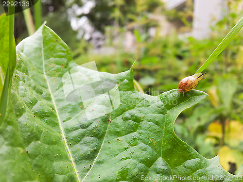 Image of Baby snail on leaf