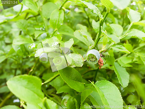 Image of Green blueberry
