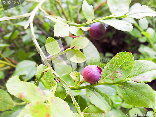 Image of Red blueberries