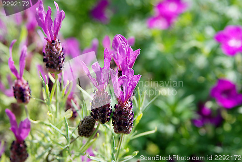 Image of Spanish lavender flowers 