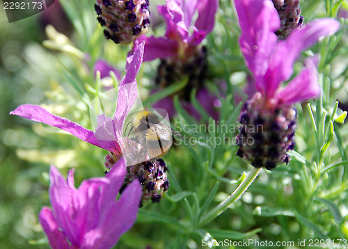 Image of Bumble bee pollinates butterfly lavender flowers