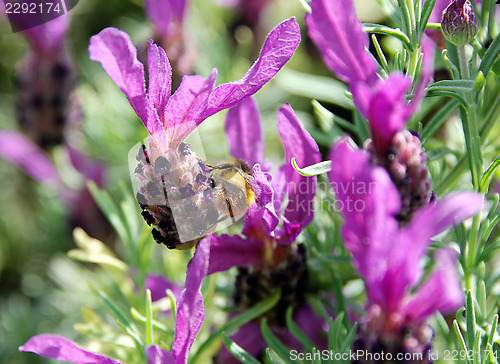 Image of Bee searching for nectar on lavender