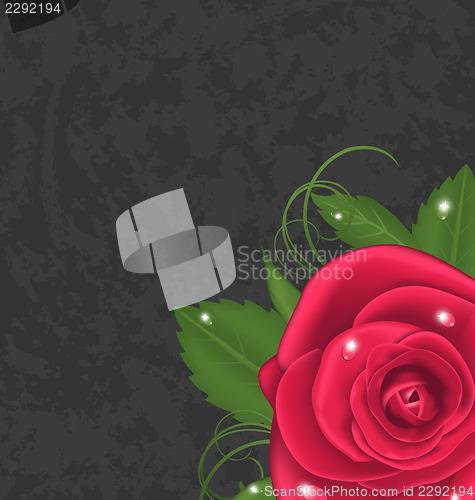 Image of Beautiful rose isolated on grunge background