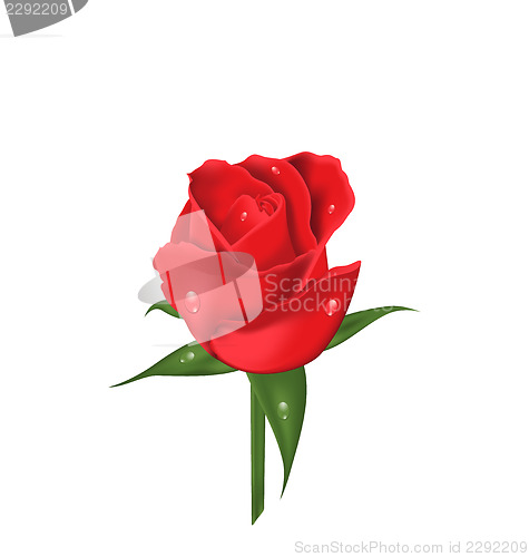 Image of Close-up red rose isolated on white background