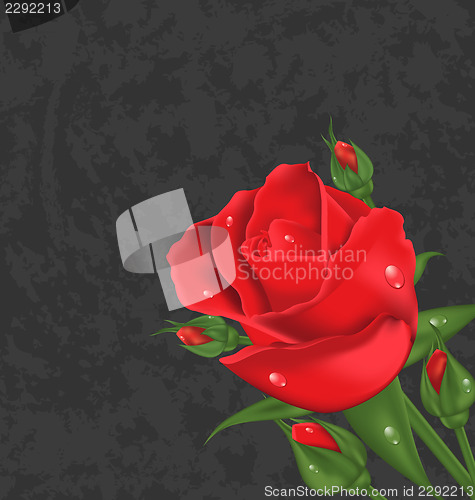 Image of Beautiful rose isolated on grunge background