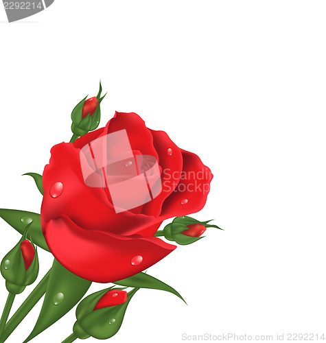Image of Red rose isolated on white background